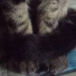 冷蔵庫が好き~テマフ~迫るとらさん