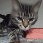 猫と遊ぶ時間は1日どのくらい遊べばいい?