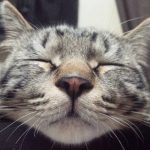 猫さんは1日どれくらい寝る??