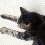 ネコさん体調が悪い時の行動