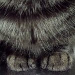 ネコさんの足って