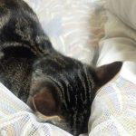 そうやって寝ちゃう時も、あるよね。