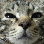 猫さんなでられると気持ちい喜ぶ所リスト