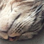猫さんのひげは顔以外にもある