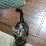 猫さんのジャンプ力ってどのくらい?