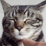 やあとらさん