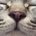 猫さん鼻の役割~猫さんの鼻は濡れている?