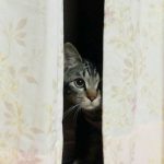 猫さんが遊びたい時はどんなとき?