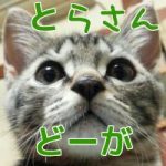 【ミニとらさん動画18】ど、どうしよう2