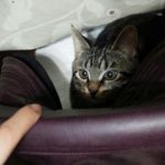 猫さんと遊ぶとき、遊ばせ方のコツ