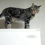 猫さんの足の速さってどのくらい?