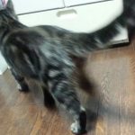 猫さんトイレ前後にダッシュ!の理由