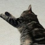 【日常】こっちむいて~