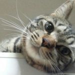 【日常】だらけすぎとらさん!