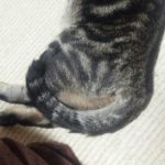 【日常】とらさん床で寝ますよ。ちょっと思ったこと