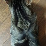 【日常】とらさんの背中です