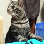【日常】気になっちゃう
