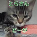 【とらさん動画51】とら『いや、いりません。』