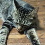 【日常】ひまだな~だれか遊んでくれないかな~