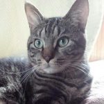 【日常】猫さんって寝すぎて昼ご飯食べ忘れる時ありますよね