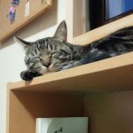 【日常】とらさん本棚の上で寝ます