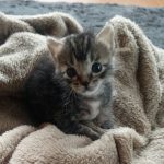 猫さんのちょっとした事件・珍事