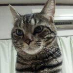 【日常】テーブルの上に乗っちゃうとらさん