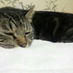 人間が猫に甘えたくなる時はどんなとき?