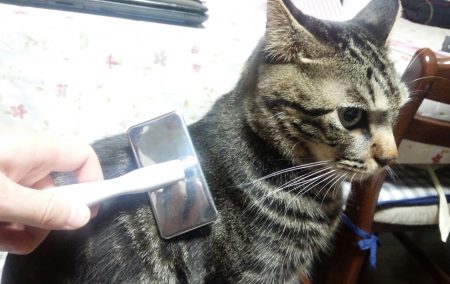 猫 毛並み ブラッシング