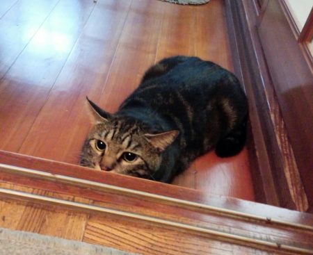 とらさん 猫 キジトラ