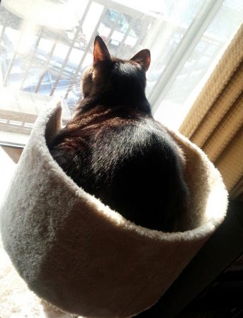 猫 そっぽを向く理由