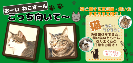 おーい猫さーんこっち向いて 飼い方 豆知識 あるある とらさん ぽんたくん
