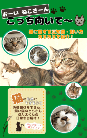 おーい猫さーんこっち向いて 飼い方 豆知識 あるある とらさん ぽんたくん
