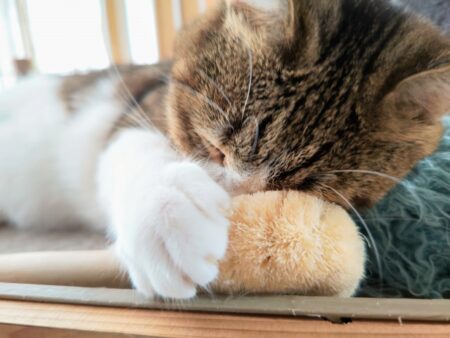 猫 ブラシ 毛玉対策