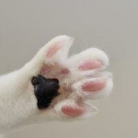 猫 肉球 ふみふみ