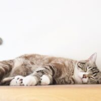猫 安心