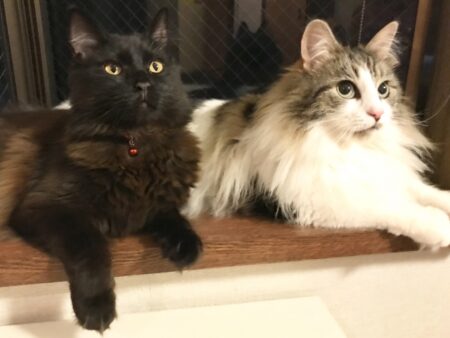 猫 夜 ダッシュ 多頭飼い