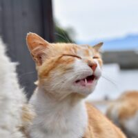 猫 フレーメン反応