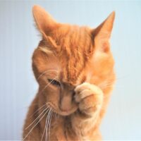 猫の涙や目やにが出る原因と対処法