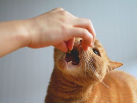 猫 ご飯を隠す仕草 理由