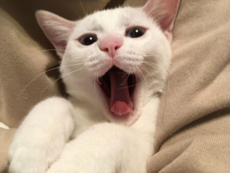 猫 舌 役割 温度調整機能ってあるの？
