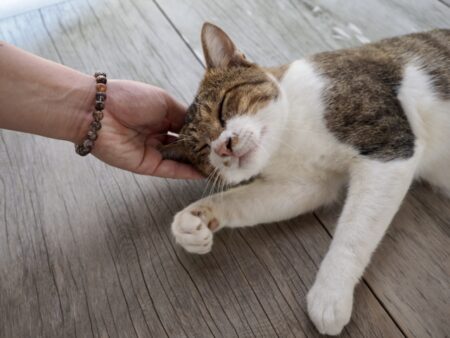 猫 安心 ストレス 病院