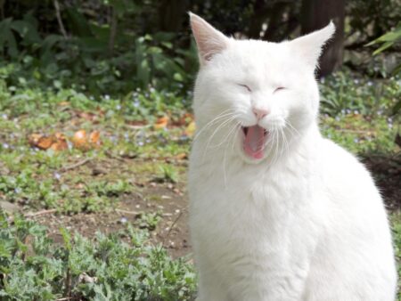 猫 舌 役割