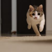 猫 夜 運動会 ダッシュ