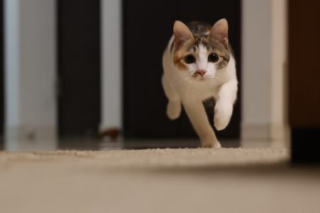 猫 夜 運動会 ダッシュ