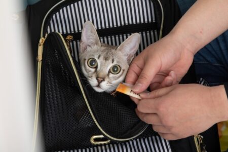 子猫