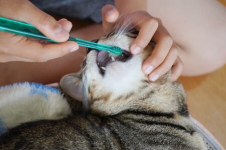 猫の歯は何本？ 役割 歯磨き