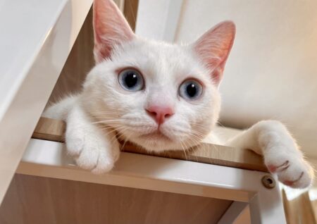 猫の涙や目やにが出る原因と対処法