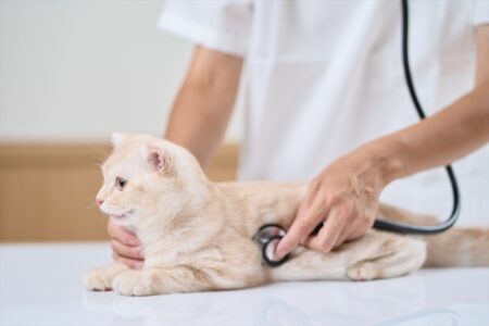 猫 安心 ストレス 病院