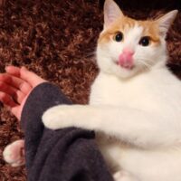 猫 舌 役割